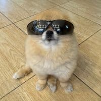 TikTok Account - pomkori