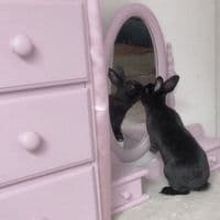 TikTok Account - souvqlaki