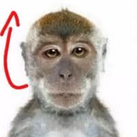 TikTok Account - the.ritzs