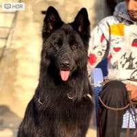 TikTok Account - davilkennel
