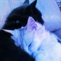 TikTok Account - nikumiil