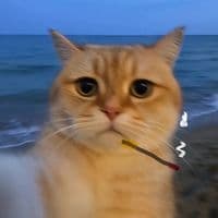 TikTok Account - loc_ahihi04