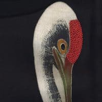 TikTok Account - softchaoset