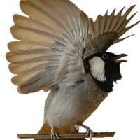 TikTok Account - 350ra