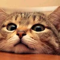 TikTok Account - meyawoo____official