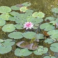 TikTok Account - love.king664