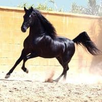 TikTok Account - 11horserider