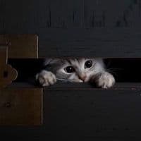 TikTok Account - hasee_20048