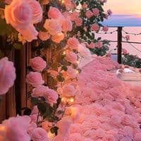 TikTok Account - chanellisa2