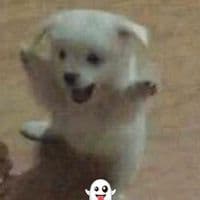 TikTok Account - tremantra_