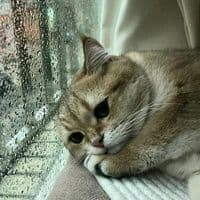 TikTok Account - tuanlamnhac22