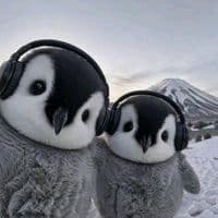 TikTok Account - akashamins