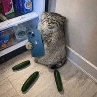 TikTok Account - manulkz1