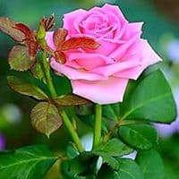 TikTok Account - user2480172881593