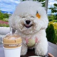 TikTok Account - petdancecute