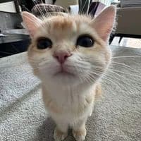 TikTok Account - khinnannshwe25