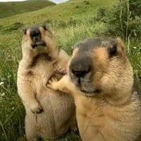 TikTok Account - meme_every_days