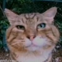 TikTok Account - .._tophik