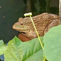 TikTok Account - lemle_