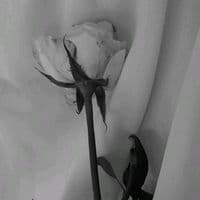 TikTok Account - helpsxmay_0