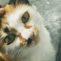 TikTok Account - bluluvbobs