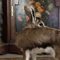 TikTok Account - g_llo4