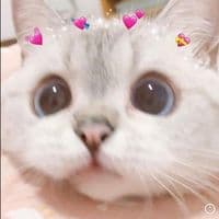 TikTok Account - merissa1901