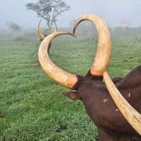 TikTok Account - jamesbataringaya.1