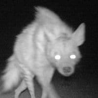 TikTok Account - rsffys