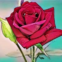 TikTok Account - anbu.4350