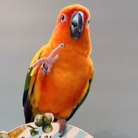 TikTok Account - koganeami