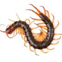 TikTok Account - lablab_tiktok