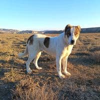 TikTok Account - volkd55