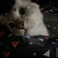 TikTok Account - _.bleepblup