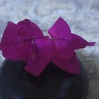 TikTok Account - telangana_nirmal_abbayi7