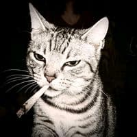 TikTok Account - music_goal1k