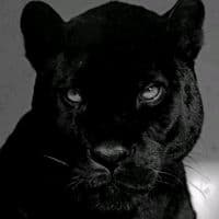 TikTok Account - mgyks76677