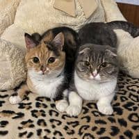 TikTok Account - chloenfreya