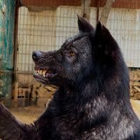 TikTok Account - wolfs_of_cigo