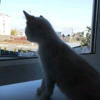 TikTok Account - klaya_real