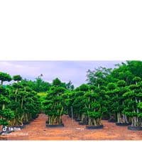 TikTok Account - ff2264649