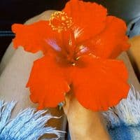 TikTok Account - https_nellz