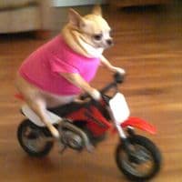 TikTok Account - lyyph