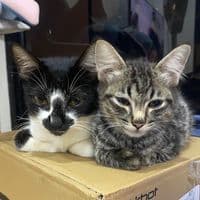 TikTok Account - kumiobi