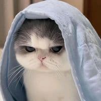 TikTok Account - tng.vy0050