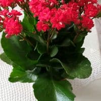 TikTok Account - alimedemirci