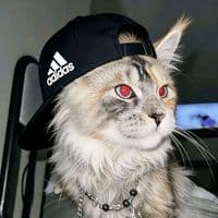 TikTok Account - ultraabadi