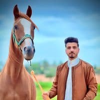 TikTok Account - ali_aboisha