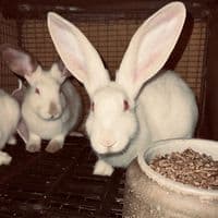 TikTok Account - kevinboy48