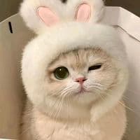 TikTok Account - painlivi